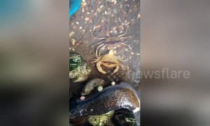 Crab sheds its shell and crawling out of its own body
