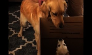 Dog is really excited when it comes time to meet puppy sister
