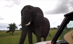 Wild elephant uses trunk to say hello