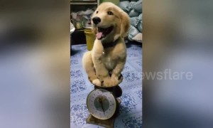 Cute puppy smiles as it 'weights' patiently on scale in Thailand