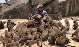 Tourist overwhelmed as dozens of wild monkeys swarm around him