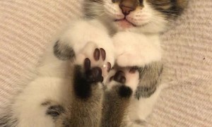 Precious Kitten Falls Fast Asleep While Playing