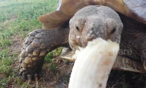 Hungry tortoise happily snacks on fresh banana