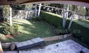 Loved-up tortoise scales garden furniture to reach female