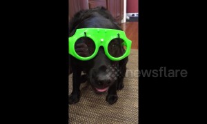 US dog gets ready for the rain in windshield wiper glasses