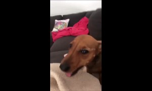 This adorable dachshund can't stop sneezing