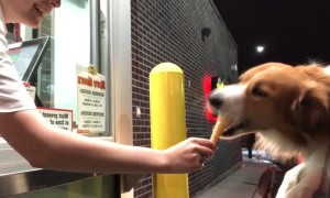 Doggo Eviscerates Ice Cream Cone