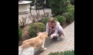 Dog can't keep composure after owner's away for two weeks