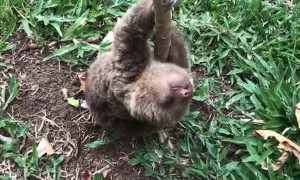 Baby Sloth Rescue Makes Precious Sounds