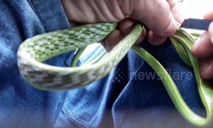 Hiker saves snake from parasite by performing DIY surgery in Thailand