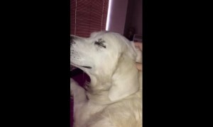 Needy dog whines the instant owner stops petting him