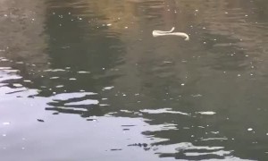Rattlesnake Goes for a Swim