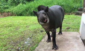 This tapir "smiling" in slow motion is hilarious