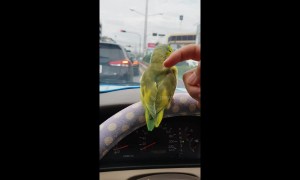 Birdy's day out! Pet parakeet goes for a ride on owner's car steering wheel