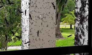 Lovebugs Swarm and Cover House