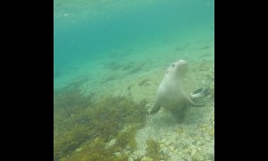 Diver swims with extremely friendly sea lions