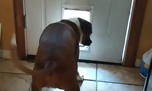 Doggy Door too Small for Visiting Doggo