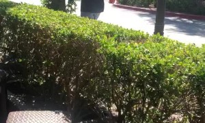 Bird Relentlessly Chases Man