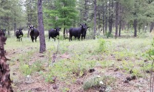 Man Defends Himself Against Full-On Cattle Charge