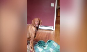 Big Dog Loves to be Swaddled like a Baby