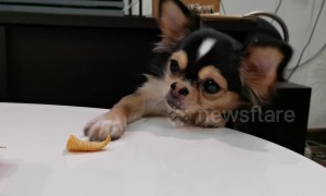 Persistent chihuahua tries to reach crisp left on table but keeps on failing