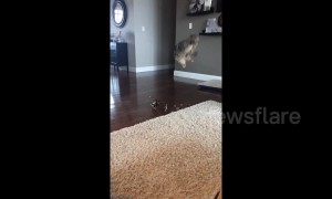 "Boo!" Cat leaps clean into the air when person surprises it from behind