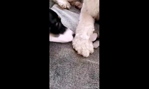 Dog gets help from puppy little sister for snowballs stuck on his legs