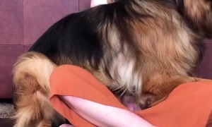 Dogs Cuddle and Comfort Sad Owner