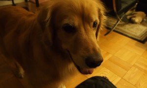 Impatient Golden Retriever eagerly awaits her gift