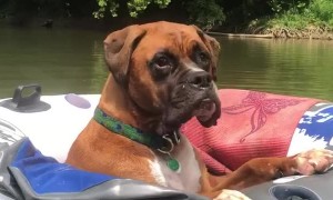 Dog Relaxes While Floating the River