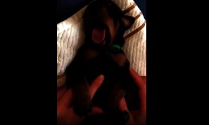 Doberman puppy absolutely loves his massage