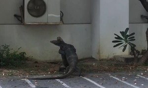 Monitor Lizards Hug it Out