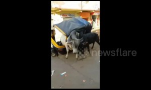 Raging bulls turn rickshaw into a fighting arena