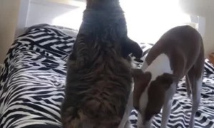 Cat Stands Up and Stares into Space