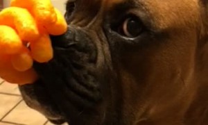 Patient Pooch Delivers Ultimate Cheeto Stack