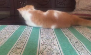 Kitty Fall Wake Up Call