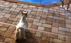Eager dog desperately wants to jump into pool
