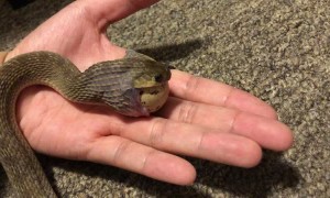Snake Swallows Quail Egg Whole