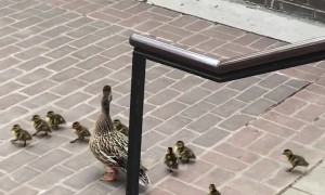 Ducklings Follow Mother Duck down Stairs