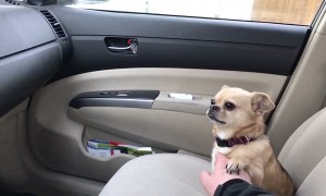 Dog's adorable tactic to not allow owner to drive away