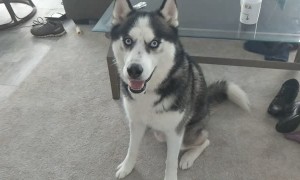 Husky has extremely vocal conversation with owner