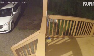 Bear Caught Playing on Porch Camera