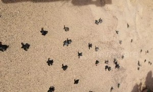 Beachgoers amazed as baby turtles run into the ocean for the first time