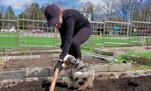 Dog Gets Dirty in the Garden
