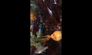 Affectionate 'kissing' fish lock lips at restaurant to amusement of diners