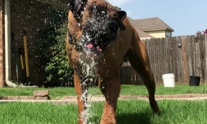 Doggo Soaks up Water Spray