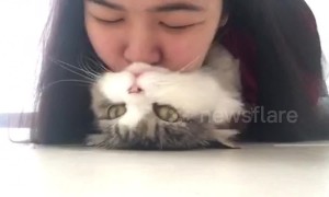 'Who's a pretty cat?' Kitty loves getting smooches from his owner