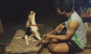 Beagle's got talent! Dog 'sings' along with owner playing the guitar