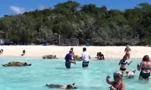 Wild pigs swim with humans in Caribbean waters