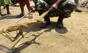 Reptile Rumble! Monitor and cobra locked in battle until pulled apart by snake rescuer